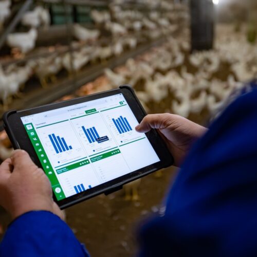 Midsection of man using mobile phone and holding chicken at poultry farm