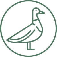 Wassergefluegel